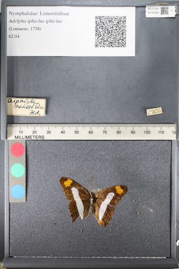 Media type: image;   Entomology 145285